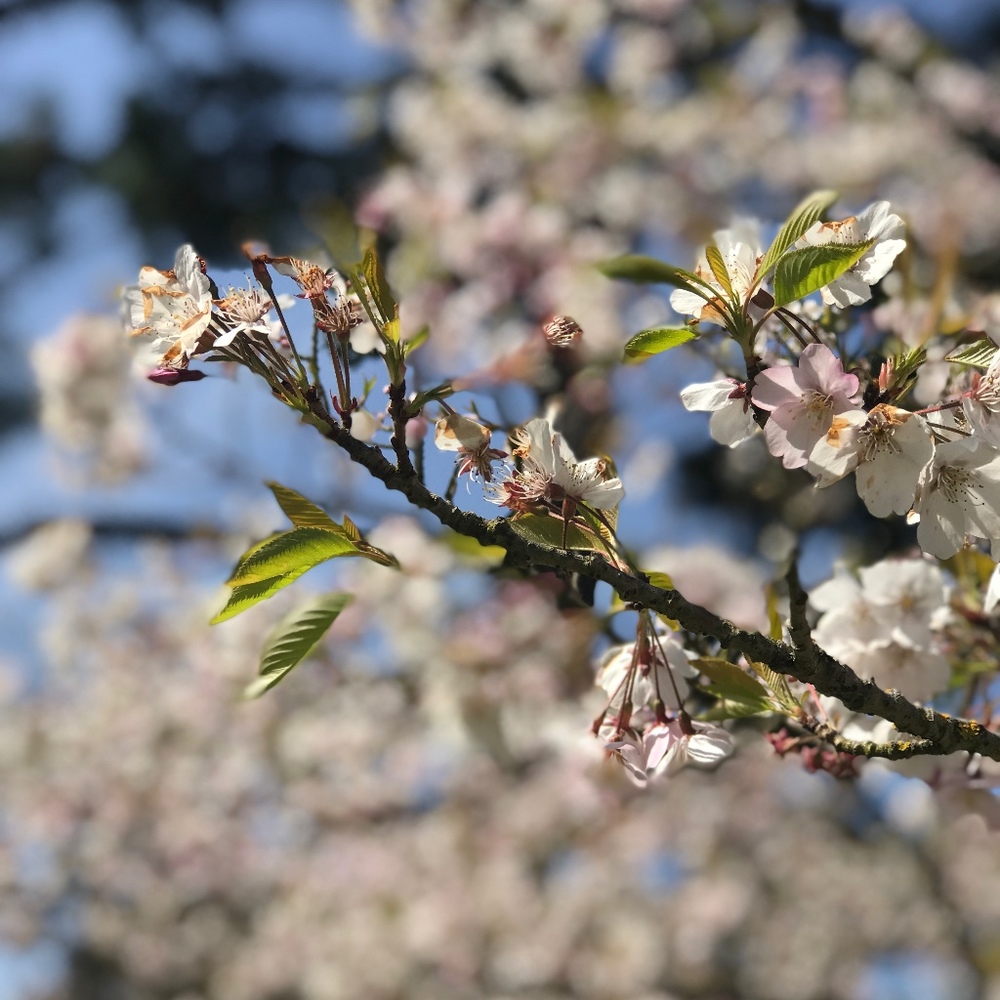 Meet your Posher, Ann
